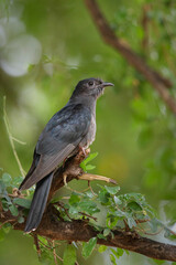 Fototapeta premium Black cuckoo perched in a leafy green tree, Pafuri area of the Kruger National Park