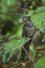 Fototapeta premium Black cuckoo perched in a leafy green tree, Pafuri area of the Kruger National Park
