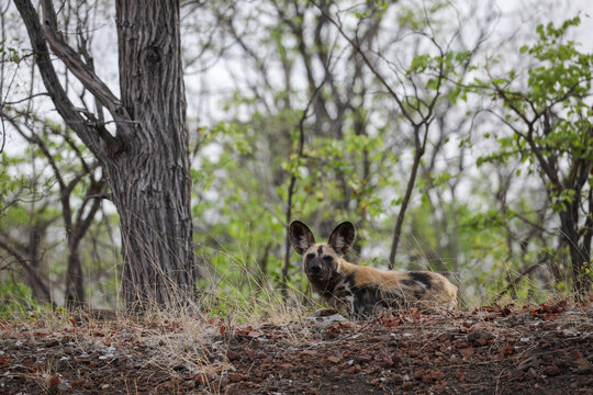 African wild dog resting on the ground in a Mopani tree forest of the Kruger National Park
