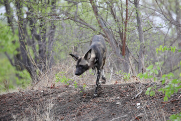 Endangered painted wolf walking alone through Mopani woodland before rejoining tis pack