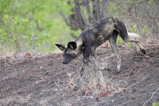 Endangered painted wolf walking alone through Mopani woodland before rejoining tis pack