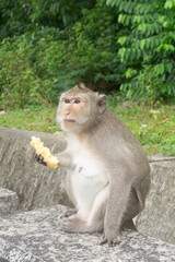 Portrait of a Wild Macaque Monkey Sitting and Holding Food