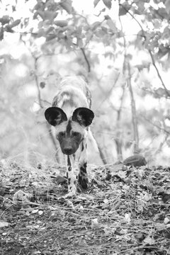 Endangered painted wolf walking alone through Mopani woodland before rejoining tis pack