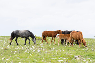 Obraz premium Herd of Bosnian horses enjoying on meadow at cloudy day