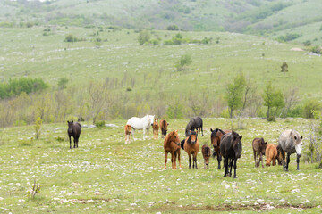 Fototapeta premium Herd of Bosnian horses enjoying on meadow at cloudy day