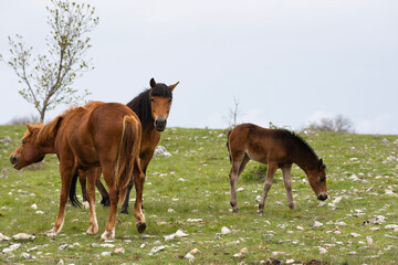 Naklejka premium Herd of Bosnian wild horses in meadow at cloudy day