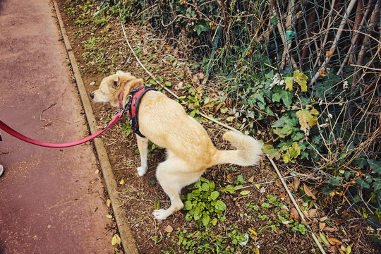 Dog squatting on dirt next to a fence with green plants, on a leash