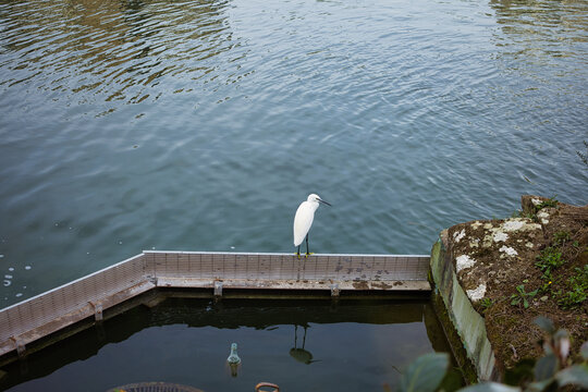 Little egret standing peacefully on an urban canal edge with its reflection visible
