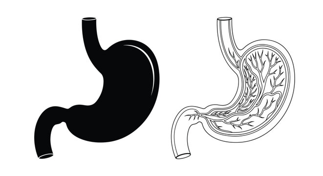 Anatomical illustration of a human stomach showing both exterior and interior views