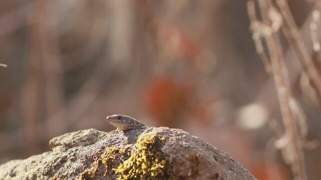 Common lizard (Zootoca vivipara) basking on rock in forest clearing turning head in warm sunlight