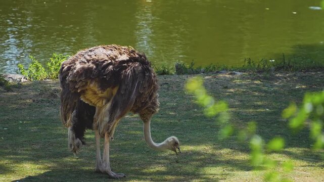 Close up of an ostrich grazing on a meadow on a sunny summer day
