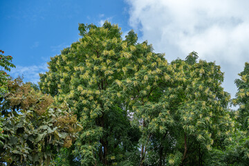 Tree jasmine also known as Indian cork tree fully bloomed during winter season. Many bunch of flowers on tree with cloudy blue sky at background during afternoon.