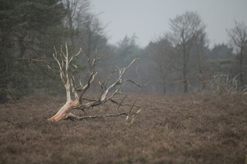 Fallen tree - decay as quality
