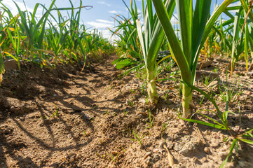 Fototapeta premium Low angle shot of garlic sprouts growing in dry soil, natural origin and plant strength concept.