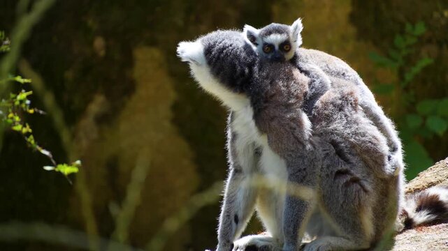 Close up of ring-tailed lemur monkeys sitting around on a rock and watching on a sunny summer day