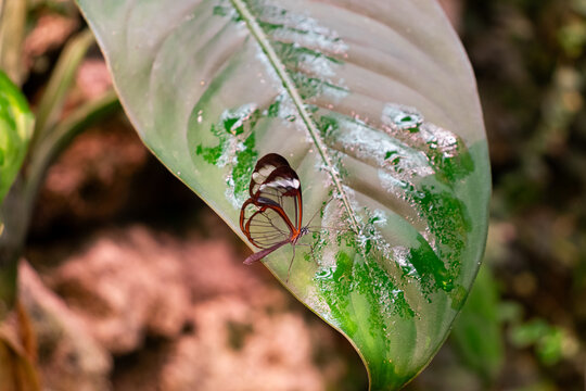 Greta oto known as Glasswing butterfly for its transparent wings sitting on wet green leaf