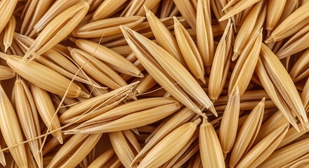 Golden oat grains in close-up view for food and nutrition concepts