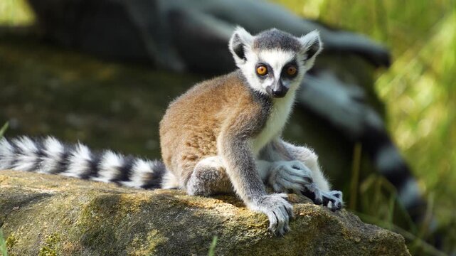 Close up of ring-tailed lemur monkeys sitting around on a rock and watching on a sunny summer day