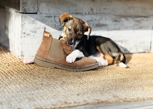 Mixed breed puppy paw on brown suede boot lying biting jute rug rustic bench sunlight &mdash; adorable naughty pet indoor
