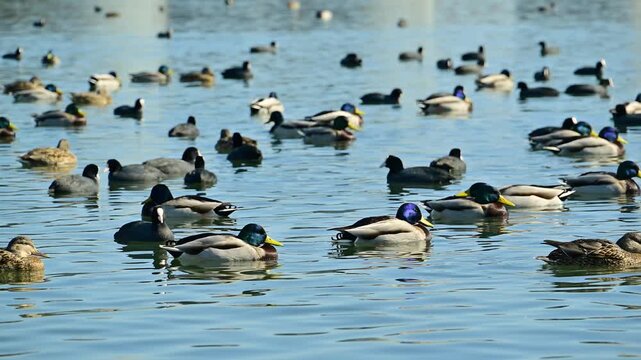 Mixed flock of male and female mallards (Anas platyrhynchos) and Eurasian coots (Fulica atra) swimming in a lagoon during winter in the Black Sea.