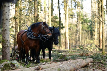 Zwei Kaltblutpferde arbeiten im Wald und ziehen Baumstämme auf einen Stapel © Grubärin