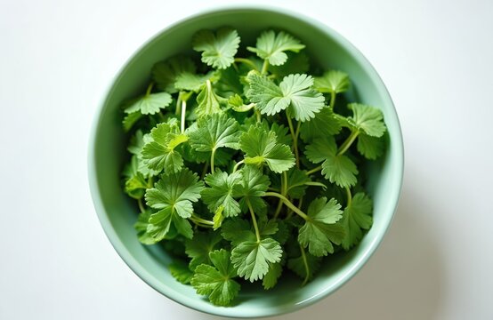 Fresh chenopodium album leaves fill teal bowl. Wild spinach greens ready for healthy eating. Edible plant, goosefoot leaves, natural food ingredient, clean eating concept.