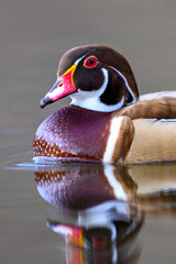 Wood duck (Aix sponsa)