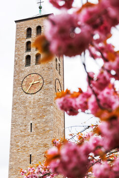 Clock tower of the catholic church of our lady Unsere Liebe Frau). Wuerzburg, Germany, with pink cherry blossoms softly blurred in the foreground. Vertical composition