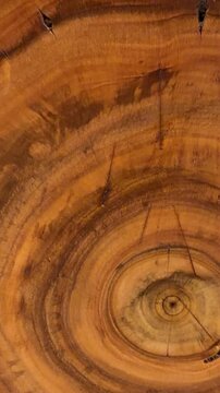 rings on a tree cut. close-up of a eucalyptus tree cut. colorful texture of natural wood.