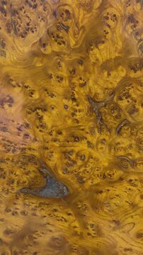 juglans regia. walnut tree wood in close-up. amazing wood patterns. wood cap in section.