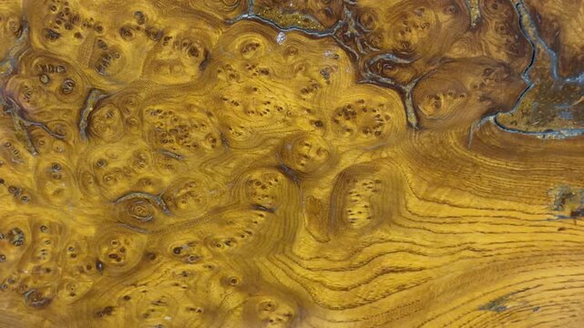 texture of a cut walnut trunk cap in close-up. juglans regia.
