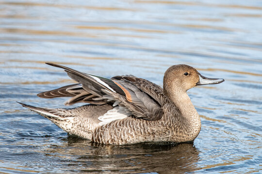 Northern Pintail duck in the water