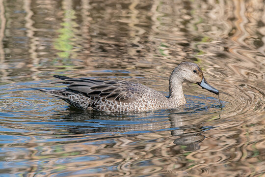 duck in the water Northern pintail 
