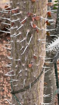 a thorny trunk with small leaves of the succulent Alluaudia procera in close-up. a tree from the island of Madagascar.