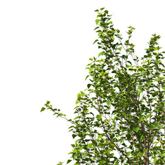 Plant branch isolated on transparent background. Green small tree branch isolated on transparent background. Young plant or tree leaves isolated on white background. Tree foliage PNG. Plant leaves PNG