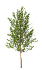 Obraz premium Single green small tree isolated on transparent background. Small plant isolated on transparent background. young plant or young tree isolated on white background. Small tree PNG. Small plant PNG.