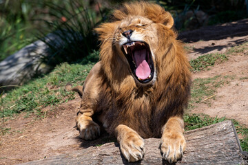 Obraz premium African Lion (Panthera Leo) Yawning
