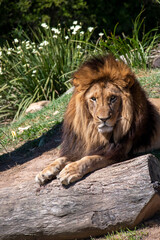 African Lion (Panthera Leo)