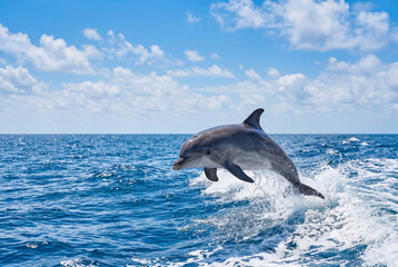 Fototapeta premium Playful bottlenose dolphin leaping out of deep blue ocean water
