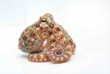 Obraz premium A small common octopus with curled tentacles isolated on a clean white background