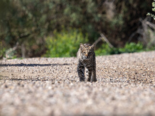 Bob walking in the Tucson desert © Cydney