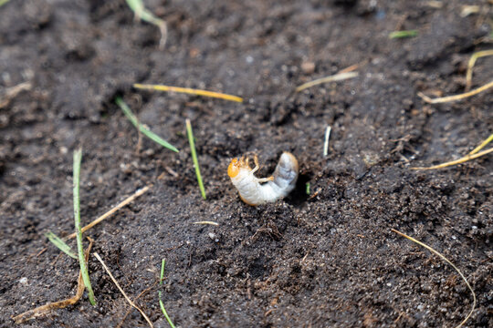 Underground pest grub beete white larvae cause problems and gamage with lawn eating grass roots