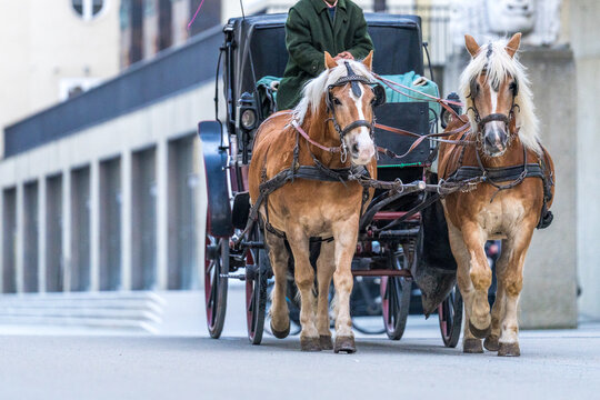 Fiakerpferde mit Kutsche