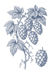 Naklejka premium Vintage botanical illustration of hop cones and leaves in a detailed engraving style