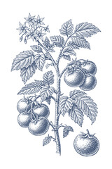 Fototapeta premium Vintage botanical illustration of a tomato plant with ripe fruits and delicate flowers