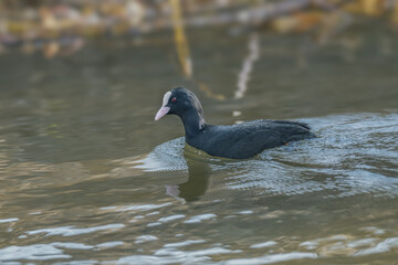 Łyska zwyczajna (Fulica atra) 