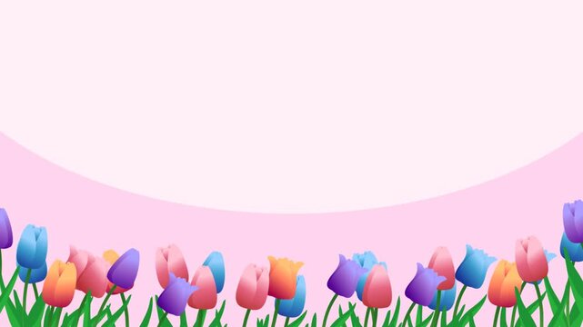 Colorful spring tulips 2D vector animation loop with pastel pink background and large copy space at the top