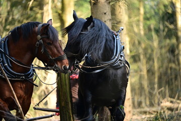 Zwei Kaltblüter im Frühlingswald beim Holzrücken