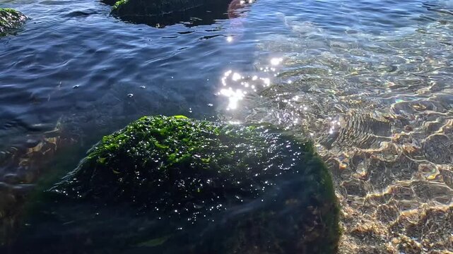 Enteromorpha intestinalis green algae on a rock at shallow depth in clear marine water in the Black Sea.
