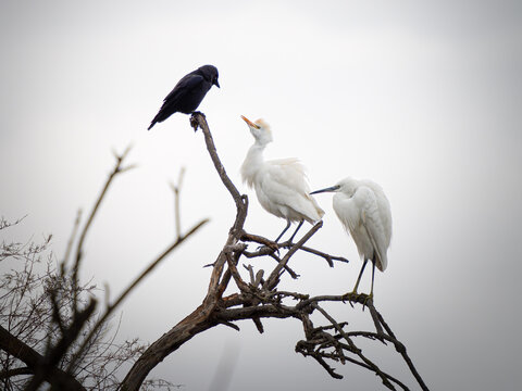 H&eacute;rons garde-b&oelig;ufs Ardea ibis et aigrette blanche perch&eacute;s sur une branche aux c&ocirc;t&eacute;s d&rsquo;un corvid&eacute; noir, sc&egrave;ne de cohabitation entre oiseaux dans une zone humide